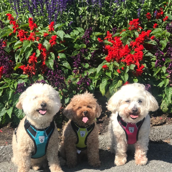 Meet your Posher, Elizabeth - Picture 1 of 1